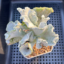 Cotyledon Undulata 'Shires Hobbit' 3" Succulent Plant