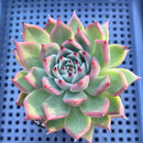 Echeveria Agavoides sp. 3" Succulent Plant
