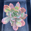 Echeveria 'Luella' 3" Succulent Plant