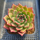 Echeveria 'Star Boss' Lightly Variegated 2"-3" Succulent Plant Cutting
