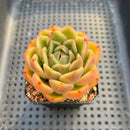 Echeveria Agavoides sp. 2"-3" Succulent Plant