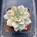 Echeveria 'Esther' Variegated 2"-3" Succulent Plant Cutting