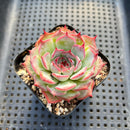 Echeveria Chihuahuaensis Hybrid Flower Village Original Hybrid 2" Succulent Plant