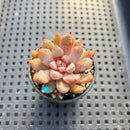 Echeveria 'Blood Spirit' 1"-2" Succulent Plant