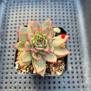 Echeveria Agavoides 'Blanco Maria' Variegated 2" Succulent Plant