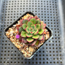 Echeveria 'Joan Daniel' 2" Succulent Plant