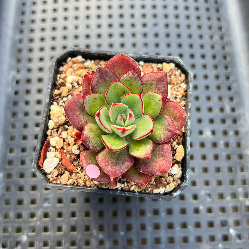 daniels succulents Echeveria 'Joan Daniel' 2" Succulent Plant