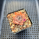 Echeveria 'Elegans' Hybrid 2" Flower Village Original Hybrid Succulent Plant