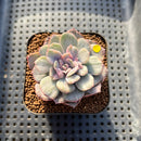 Echeveria 'Funky Pink' Variegated 2" Succulent Plant Cutting