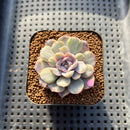 Echeveria 'Funky Pink' Variegated 2" Succulent Plant Cutting