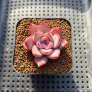 Echeveria 'Charming Stone' 1"-2" Succulent Plant Cutting