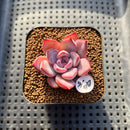 Echeveria 'Charming Stone' 1"-2" Succulent Plant Cutting