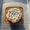 Echeveria 'Orange Monroe' Variegated 2" Succulent Plant Cutting