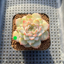 Echeveria sp. Jelly Type 2" Succulent Plant Cutting