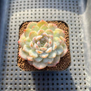 Echeveria sp. Jelly Type 2" Succulent Plant Cutting