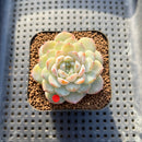 Echeveria sp. Jelly Type 2" Succulent Plant Cutting