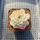 Echeveria sp. Jelly Type 2" Succulent Plant Cutting
