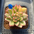 Echeveria 'Sanchez' Variegated 2" Succulent Plant Cutting