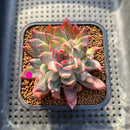 Echeveria 'Forte' Variegated 2" Succulent Plant Cutting
