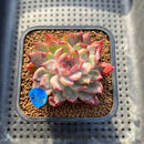 Echeveria 'Forte' Variegated 2" Succulent Plant Cutting