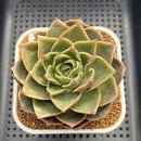Echeveria 'Essential Balm' 3" Succulent Plant Cutting