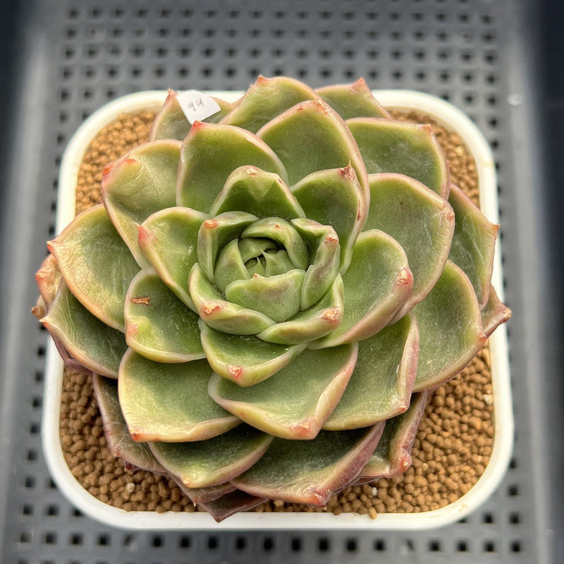 Echeveria 'Essential Balm' 3" Succulent Plant Cutting