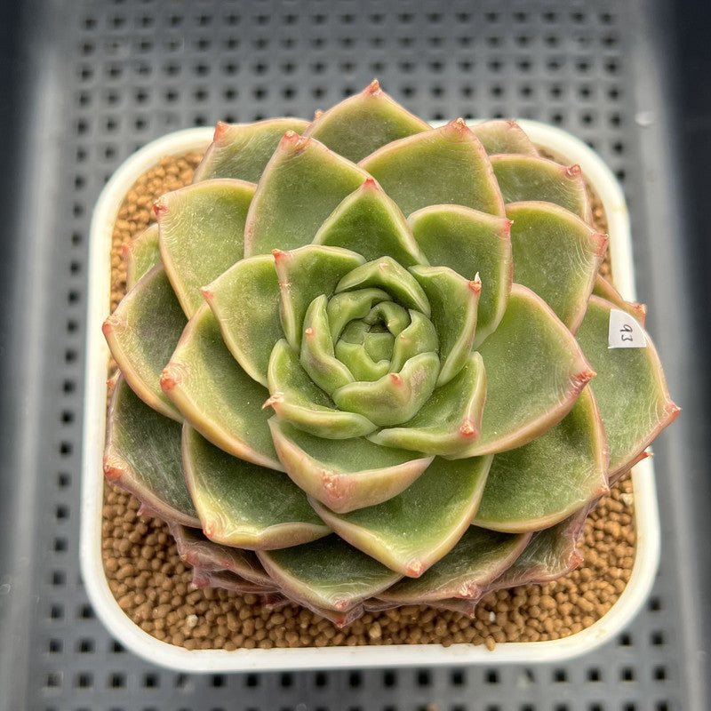 Echeveria 'Essential Balm' 3" Succulent Plant Cutting