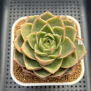 Echeveria 'Essential Balm' 3" Succulent Plant Cutting