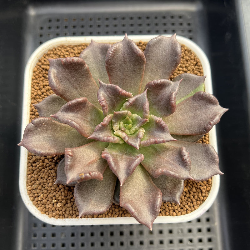 Echeveria 'Super Bowl' 3" Succulent Plant