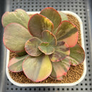 Echeveria 'Primadonna' Variegated 2"-3" (100% Grown In House) Succulent Plant Cutting
