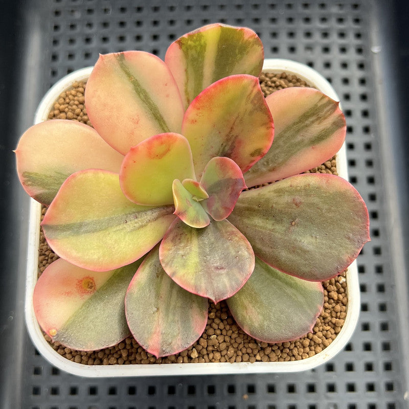 Echeveria 'Primadonna' Variegated 2"-3" (100% Grown In House) Succulent Plant Cutting