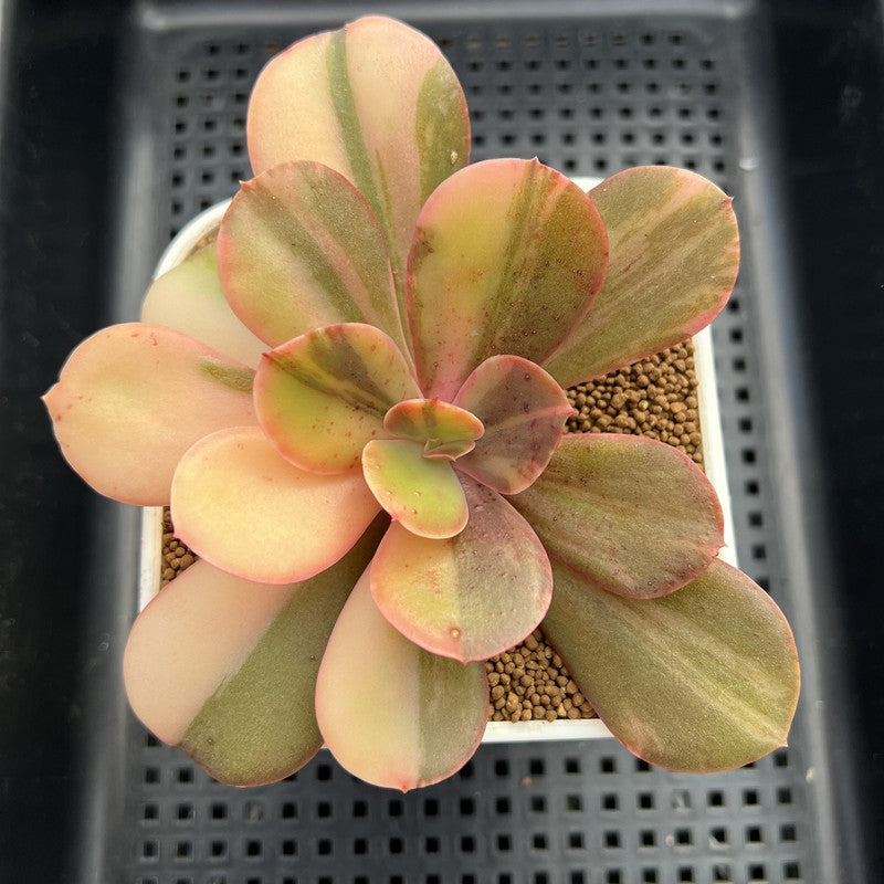 Echeveria 'Primadonna' Variegated 2"-3" (100% Grown In House) Succulent Plant Cutting