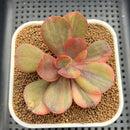 Echeveria 'Primadonna' Variegated 2"-3" (100% Grown In House) Succulent Plant Cutting