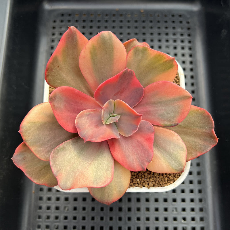 Echeveria 'Suyon' Variegated 3" Succulent Plant Cutting
