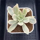 Echeveria 'Japan Moon River’ Variegated 3” Succulent Plant Cutting
