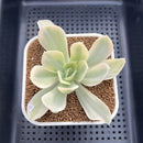 Echeveria 'Japan Moon River’ Variegated 3” Succulent Plant Cutting