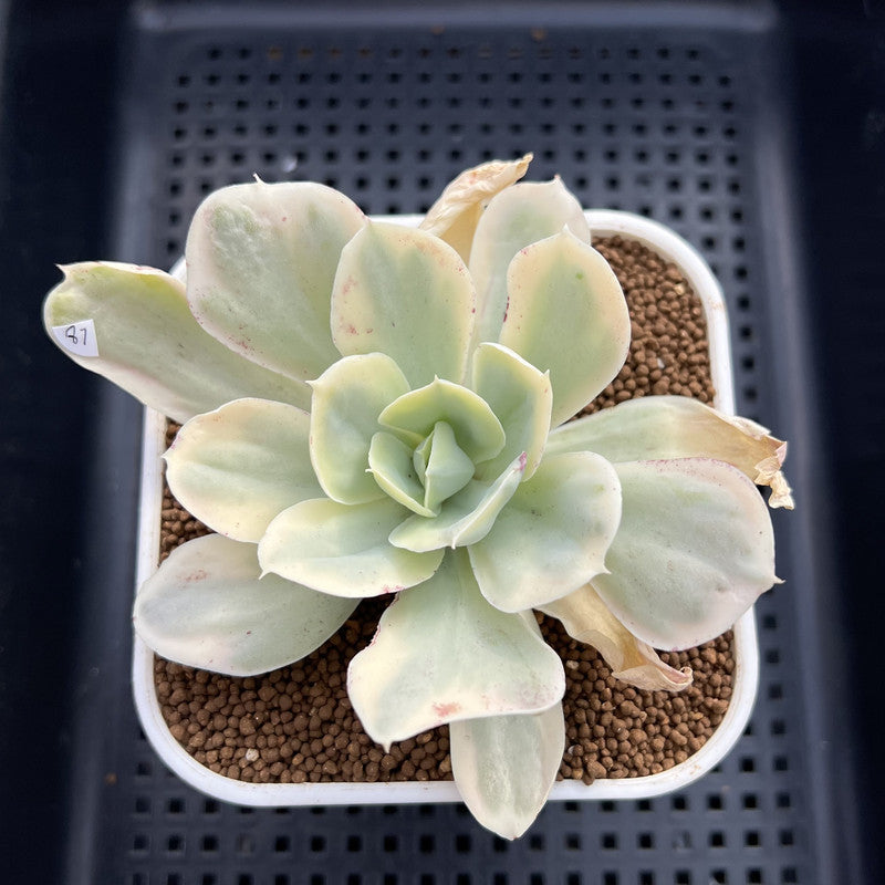 Echeveria 'Japan Moon River’ Variegated 3” Succulent Plant Cutting