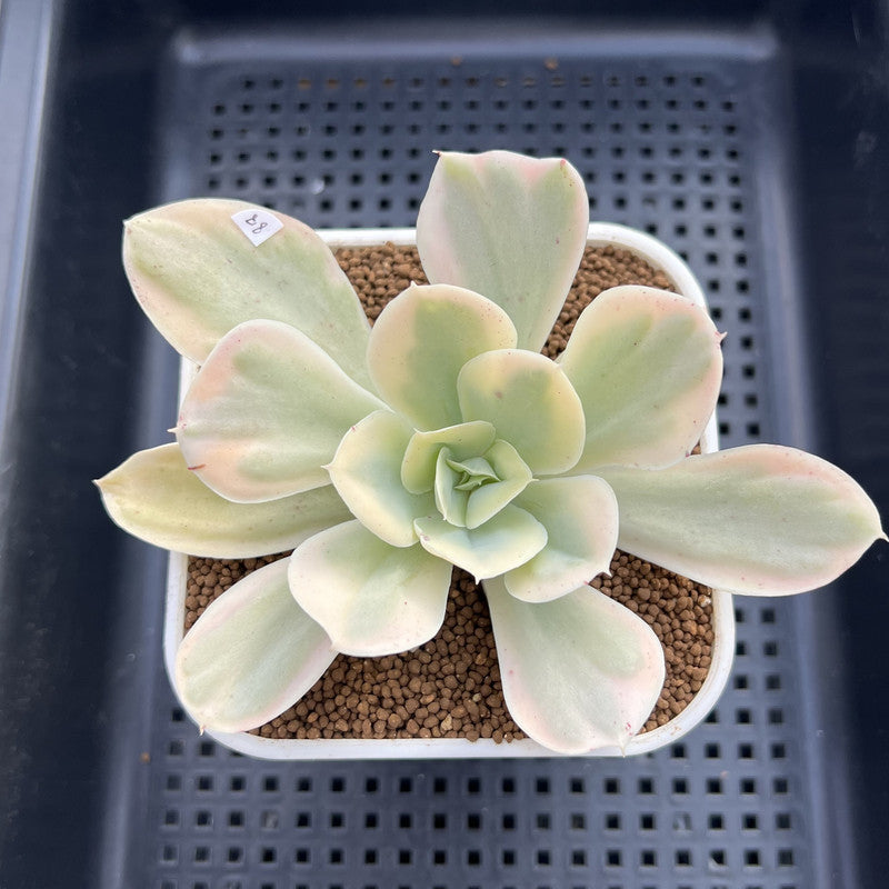 Echeveria 'Japan Moon River’ Variegated 3” Succulent Plant Cutting