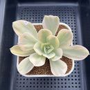 Echeveria 'Japan Moon River’ Variegated 3” Succulent Plant Cutting