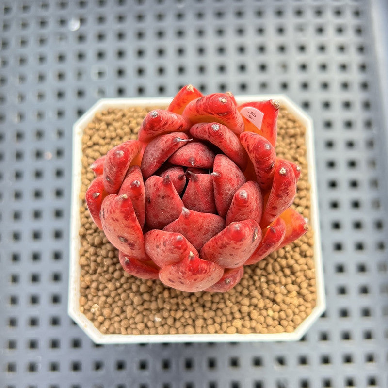 Echeveria Agavoides sp. 2" Hand-Selected Clone (From Brotherly Farm) Succulent Plant Cutting