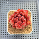 Echeveria Agavoides sp. 2" Hand-Selected Clone (From Brotherly Farm) Succulent Plant Cutting