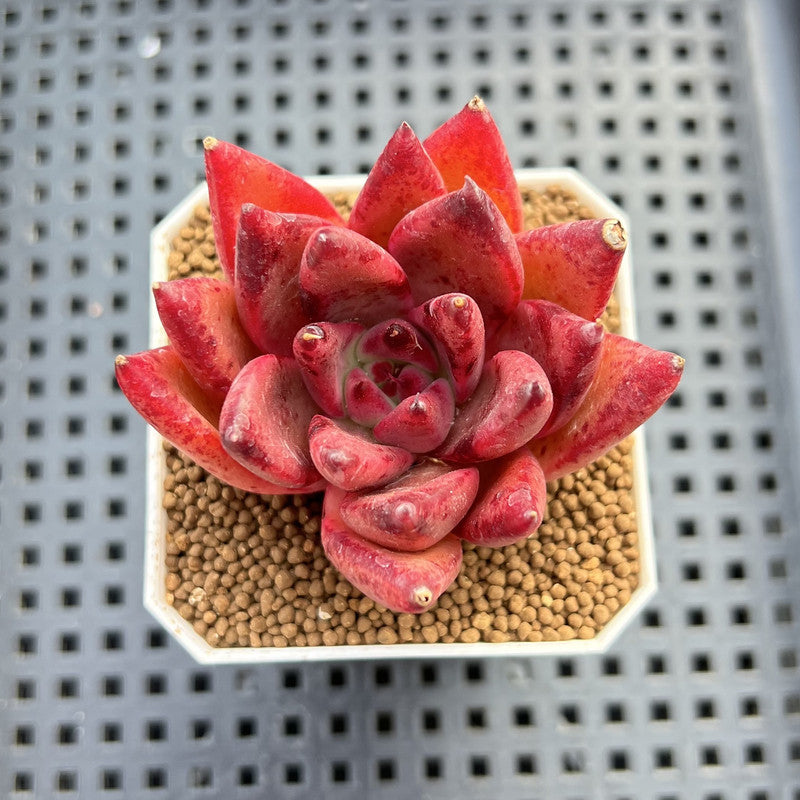 Echeveria Agavoides sp. 2" Hand-Selected Clone (From Brotherly Farm) Succulent Plant Cutting