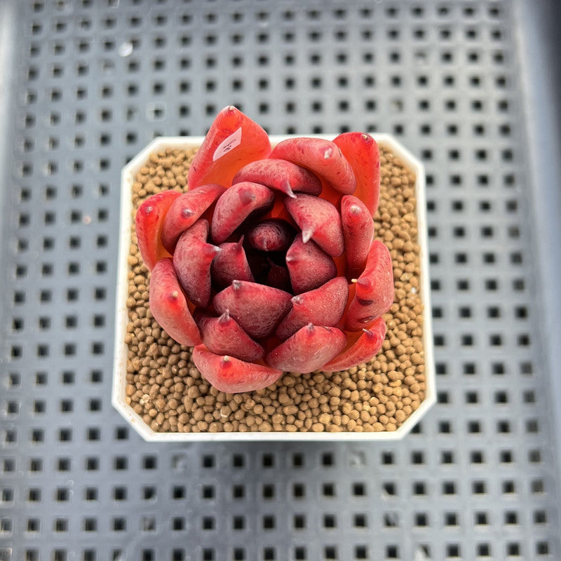 Echeveria Agavoides sp. 2" Hand-Selected Clone (From Brotherly Farm) Succulent Plant Cutting