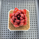 Echeveria Agavoides sp. 2" Hand-Selected Clone (From Brotherly Farm) Succulent Plant Cutting