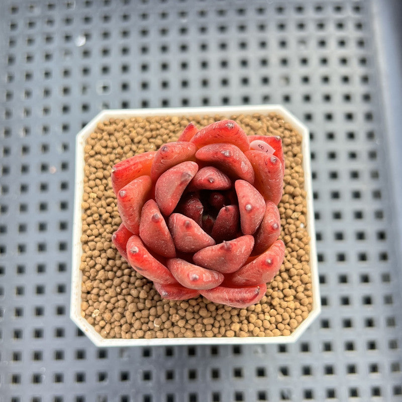 Echeveria Agavoides sp. 2" Hand-Selected Clone (From Brotherly Farm) Succulent Plant Cutting