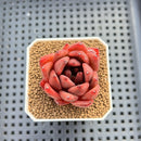 Echeveria Agavoides sp. 2" Hand-Selected Clone (From Brotherly Farm) Succulent Plant Cutting