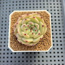 Echeveria 'Black Zaragoza' Hybrid 1"-2" (New Hybrid by Brotherly Farm) Succulent Plant Cutting