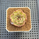 Echeveria 'Black Zaragoza' Hybrid 1"-2" (New Hybrid by Brotherly Farm) Succulent Plant Cutting