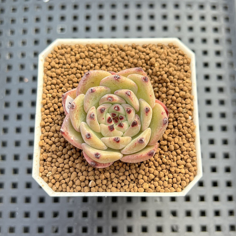 Echeveria 'Black Zaragoza' Hybrid 1"-2" (New Hybrid by Brotherly Farm) Succulent Plant Cutting