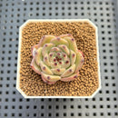 Echeveria 'Black Zaragoza' Hybrid 1"-2" (New Hybrid by Brotherly Farm) Succulent Plant Cutting
